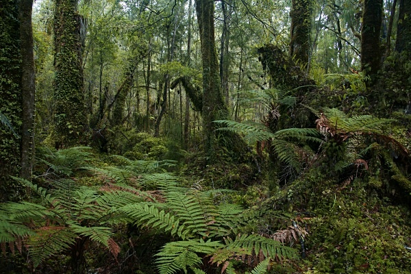 Native swamp rainforest