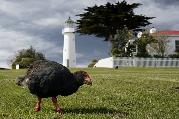 Tiritiri Matangi - North Island