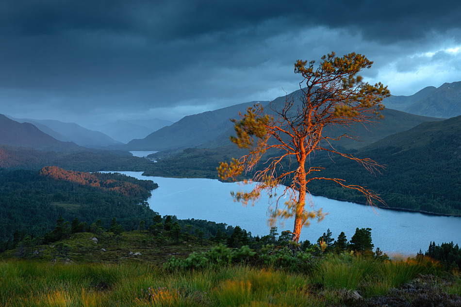 Exposed - Caledonian forest