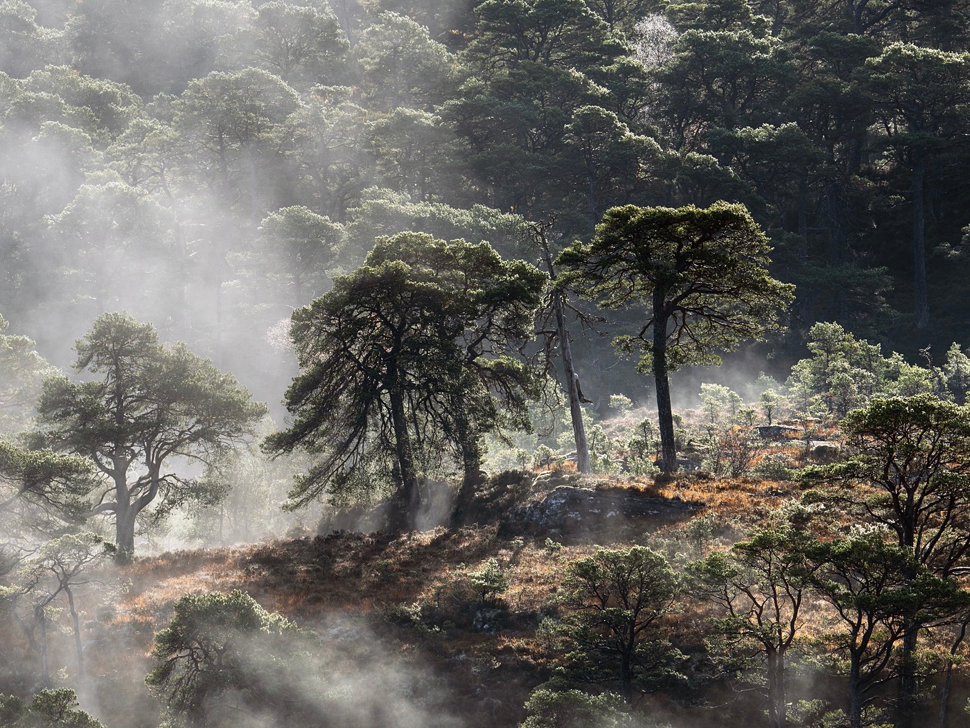  - Caledonian forest