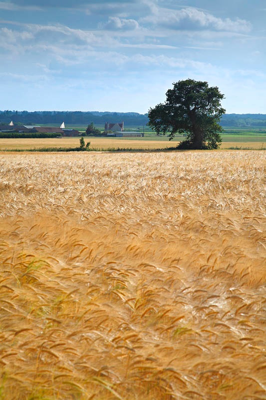 <center>Blowin in the wind</center> - <font color=yellow>Norfolk</font>