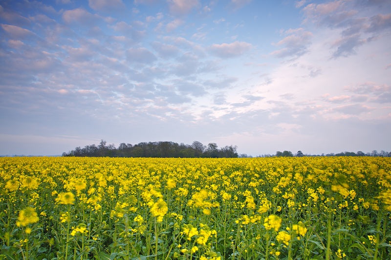 <center>Fields of Yellow</center><br> - <font color=yellow>Suffolk</font>