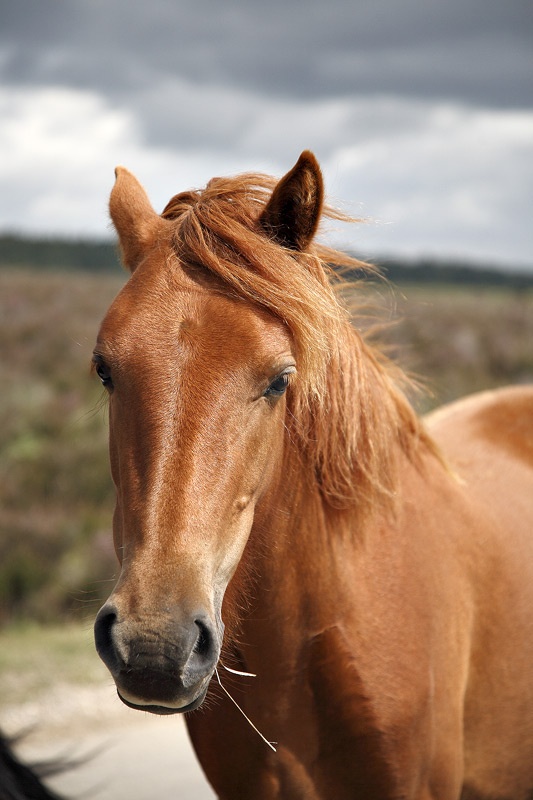 <center>Dobbin</center> - <font color=yellow>The New Forest</font>