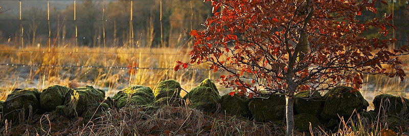 <center>Winter Colour</center> - <font color=yellow>Scotland</font>