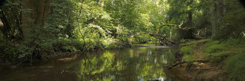 <center>Down By The River</center> - <font color=yellow>The New Forest</font>