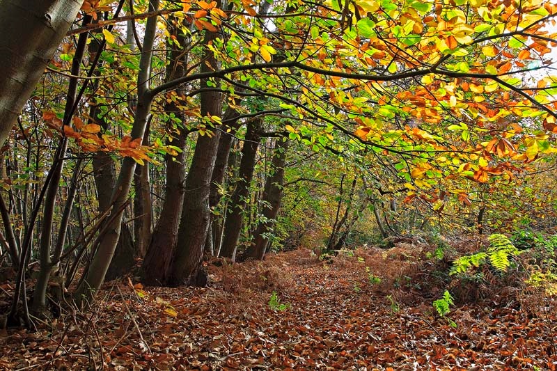 <center>Foxhall Woods in Autumn</center> - <font color=yellow>Suffolk</font>