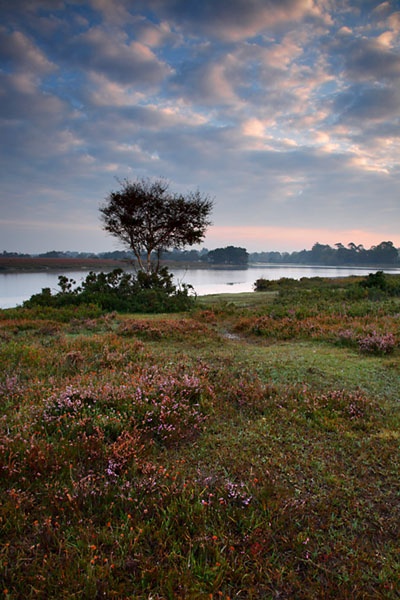 Pink Morning at Hatchett Pond - <font color=yellow>The New Forest</font>