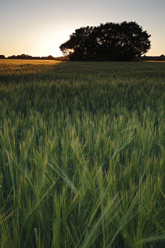 <center>Sunset</center><br> - <font color=yellow>Suffolk</font>