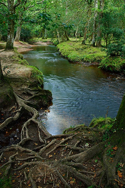 Ober Water - <font color=yellow>The New Forest</font>