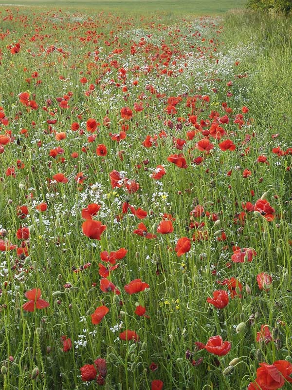<center>Playford's Poppies</center><br> - <font color=yellow>Suffolk</font>