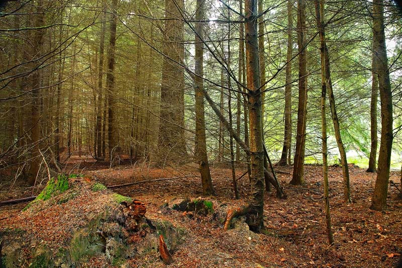 <center>Autumnal</center> - <font color=yellow>The New Forest</font>