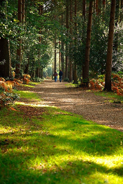 In the Woods - <font color=yellow>The New Forest</font>