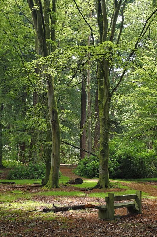 <center>Quiet Spot</center> - <font color=yellow>The New Forest</font>