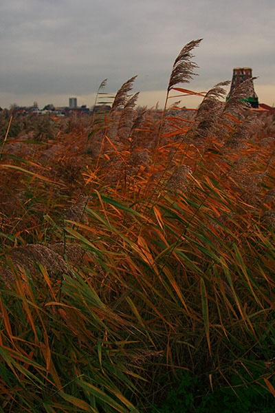 <center>Dutch Reeds</center><br> - <font color=yellow>Holland</font>