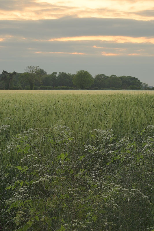 <center>Summer Evening</center><br> - <font color=yellow>Suffolk</font>