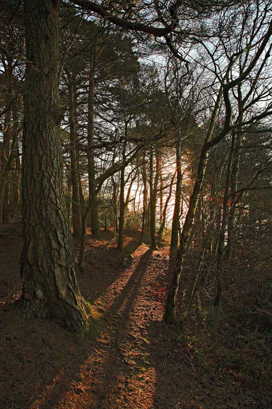 <center>The Path In the Woods</center><br> - <font color=yellow>Suffolk</font>