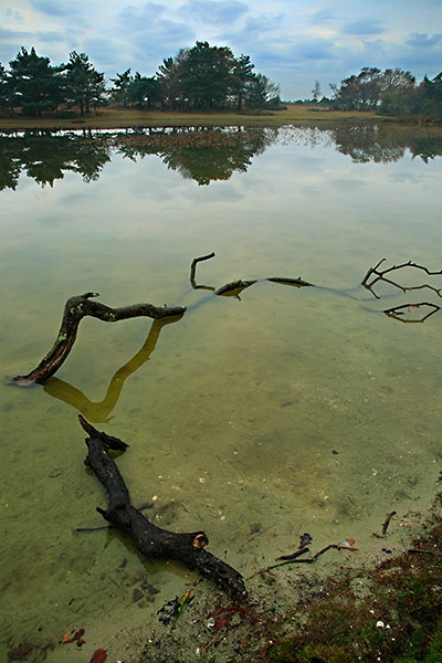 Big Twig - <font color=yellow>The New Forest</font>