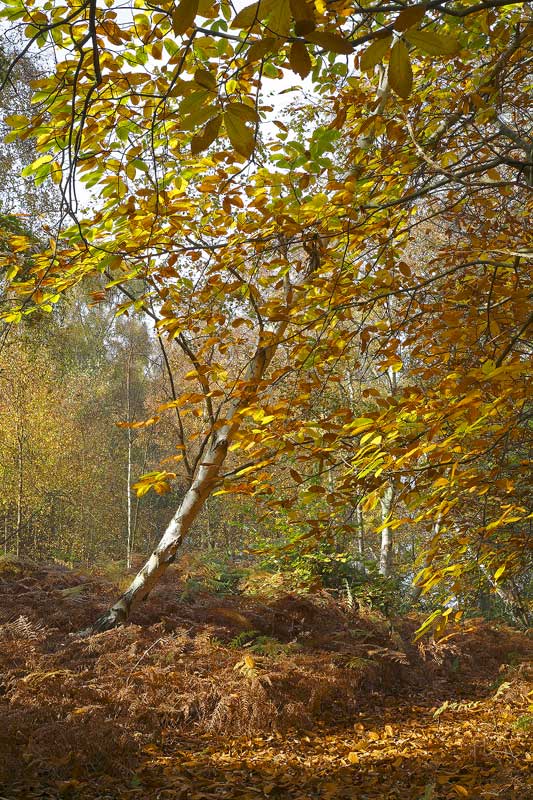<center>Foxhall Woods</center><br> - <font color=yellow>Suffolk</font>