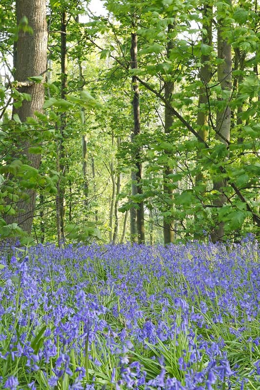 <center>Martlesham Bluebells</center><br> - <font color=yellow>Suffolk</font>