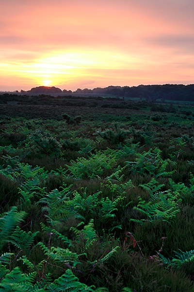 Sunrise on the Heath - <font color=yellow>The New Forest</font>