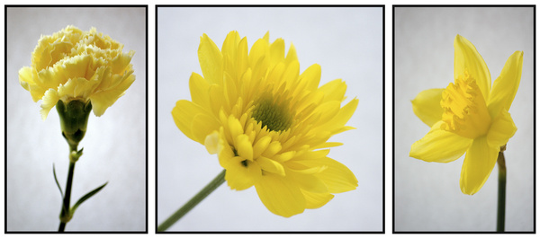 Yellow Flower Triptych - Triptych and Diptych