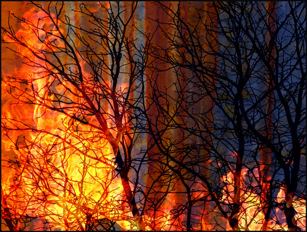 8 Burning Bush - Meditation Project