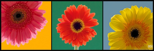 Gerbera Triptych - Triptych and Diptych