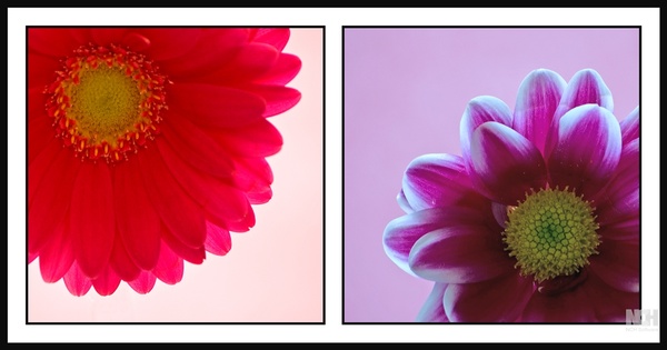 Flower Diptych - Triptych and Diptych