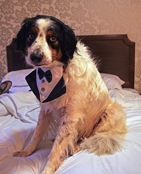 Frodo all suited and booted - Heather & Simon's Wedding - 5th August 2023