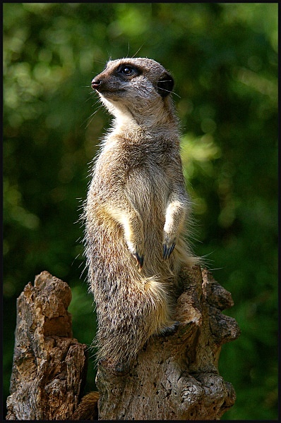 The Sentinel - LRPS Images