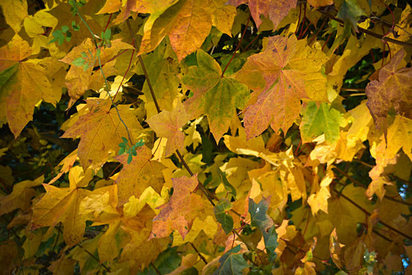  - Autumn Colours