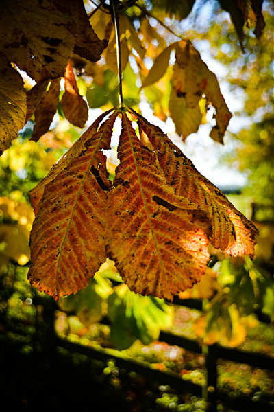  - Autumn Colours