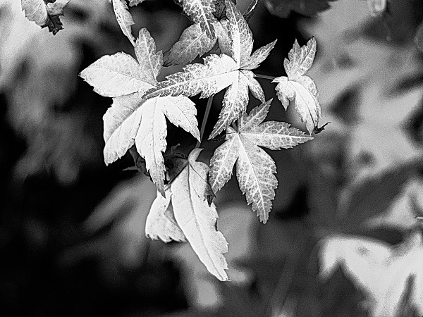  - Rustic