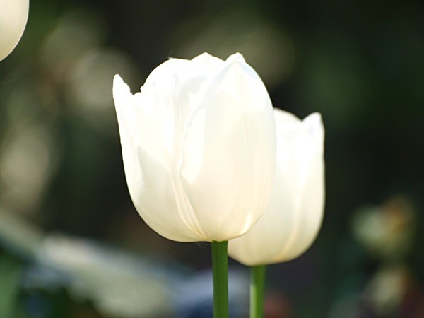  - Floral