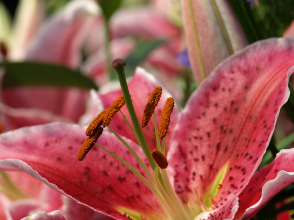  - Floral
