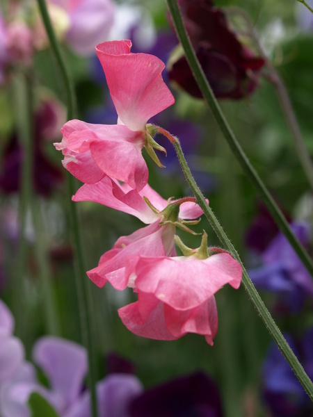  - Floral