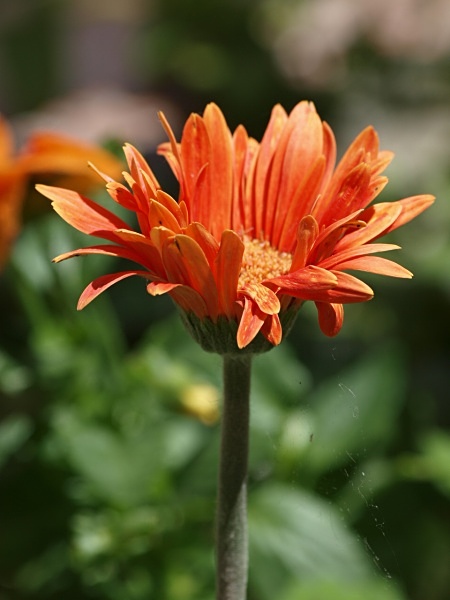  - Floral