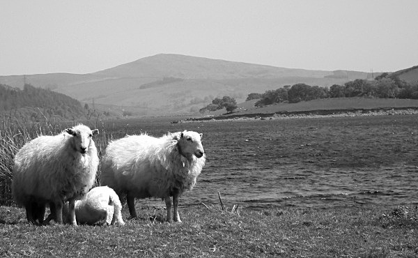  - Black White & Sepia
