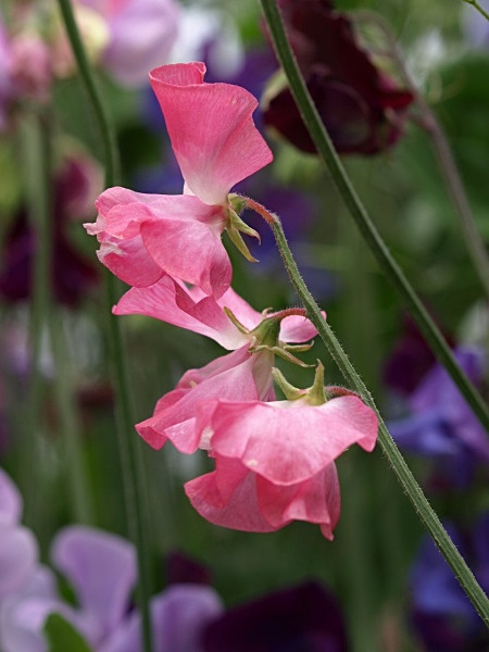  - Floral