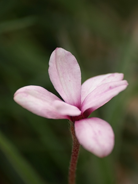 Petals - Floral
