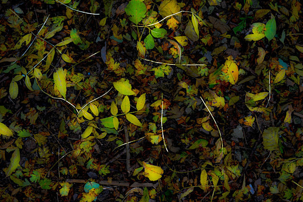  - Autumn Colours