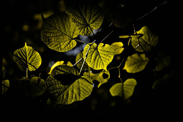  - Autumn Colours