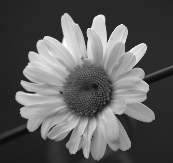  - Black White & Sepia