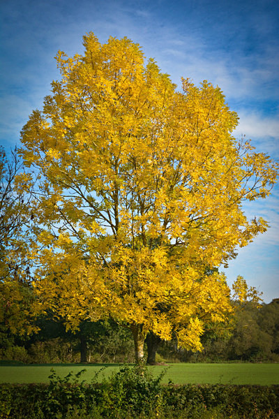  - Autumn Colours