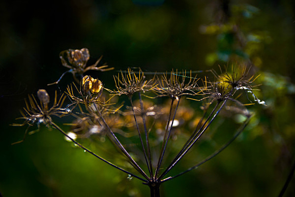  - Autumn Colours