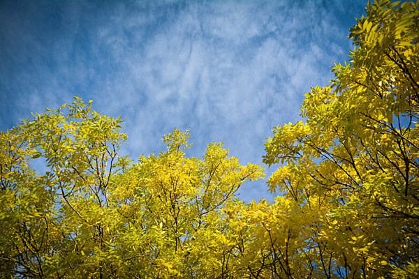  - Autumn Colours