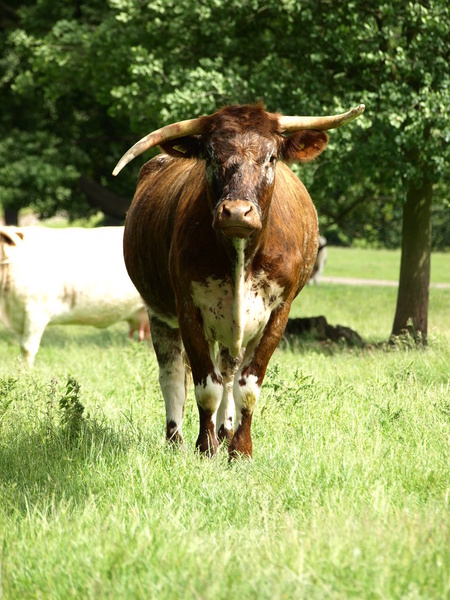  - Countryside