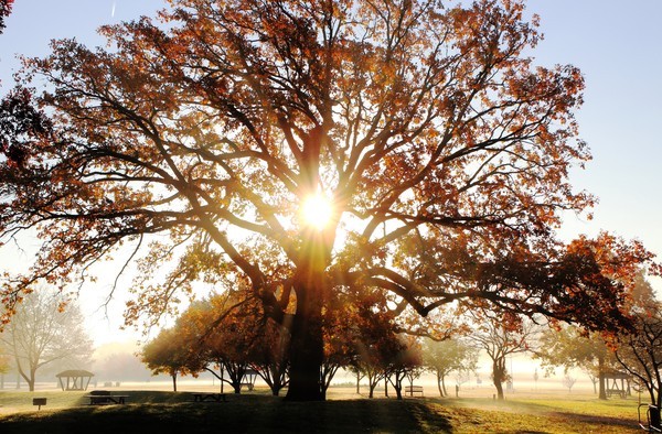 My Tree with Sunshine - Landscapes, Places, and Things in Nature