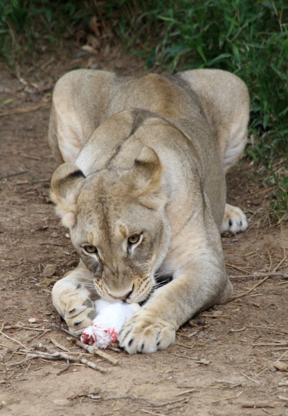 Panther Snack - Birds and Animals