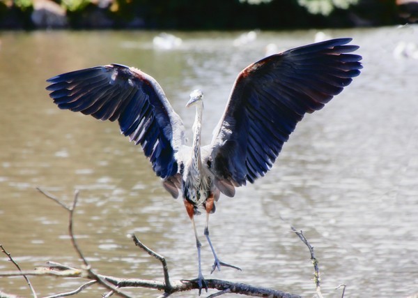 Heron leaving Palace Theatre - California- Yosemite, Death Valley, and San Francisco
